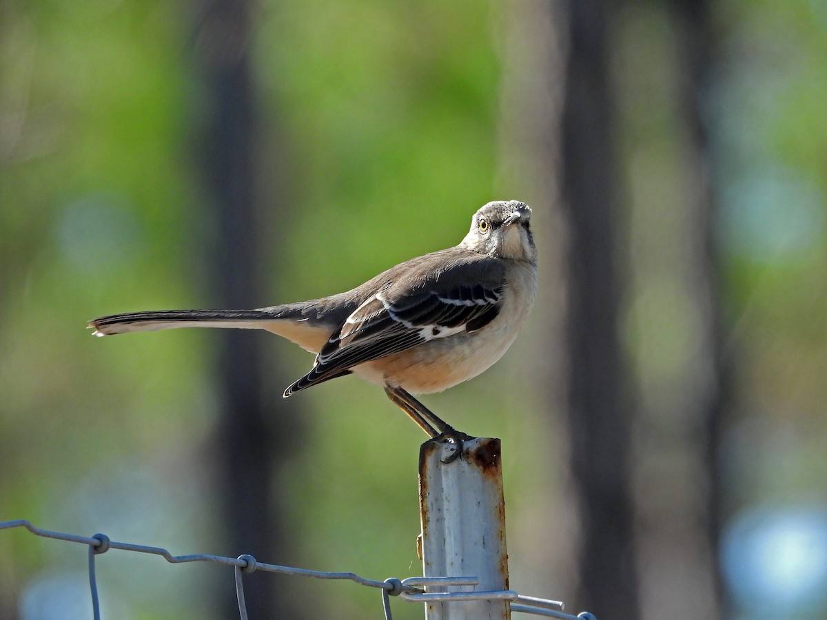 Northern Mockingbird - ML646844582