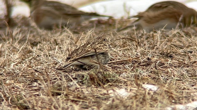 Chestnut-collared Longspur - ML646844583