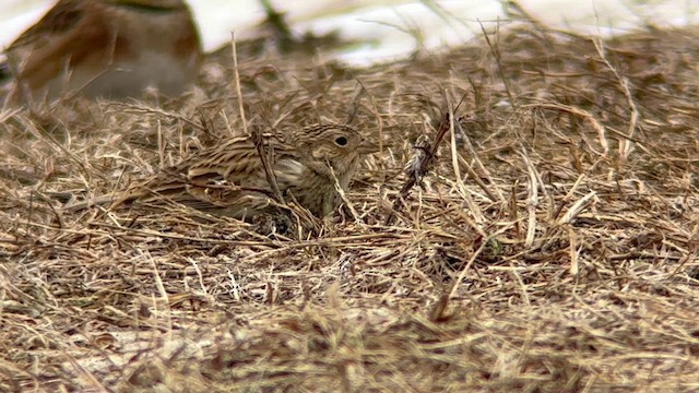 Chestnut-collared Longspur - ML646844584