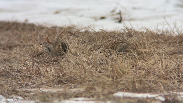 Chestnut-collared Longspur - ML646844585