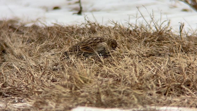 Chestnut-collared Longspur - ML646844586