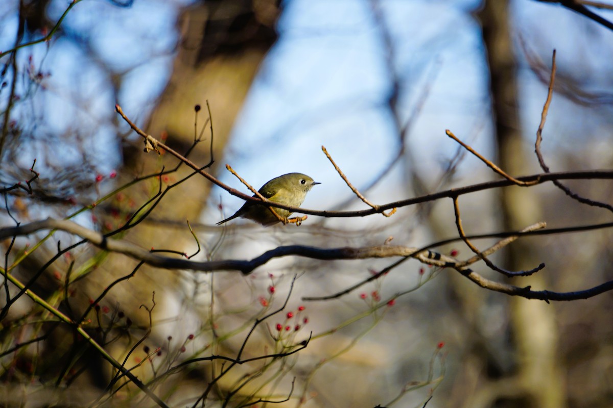 Ruby-crowned Kinglet - ML646844587