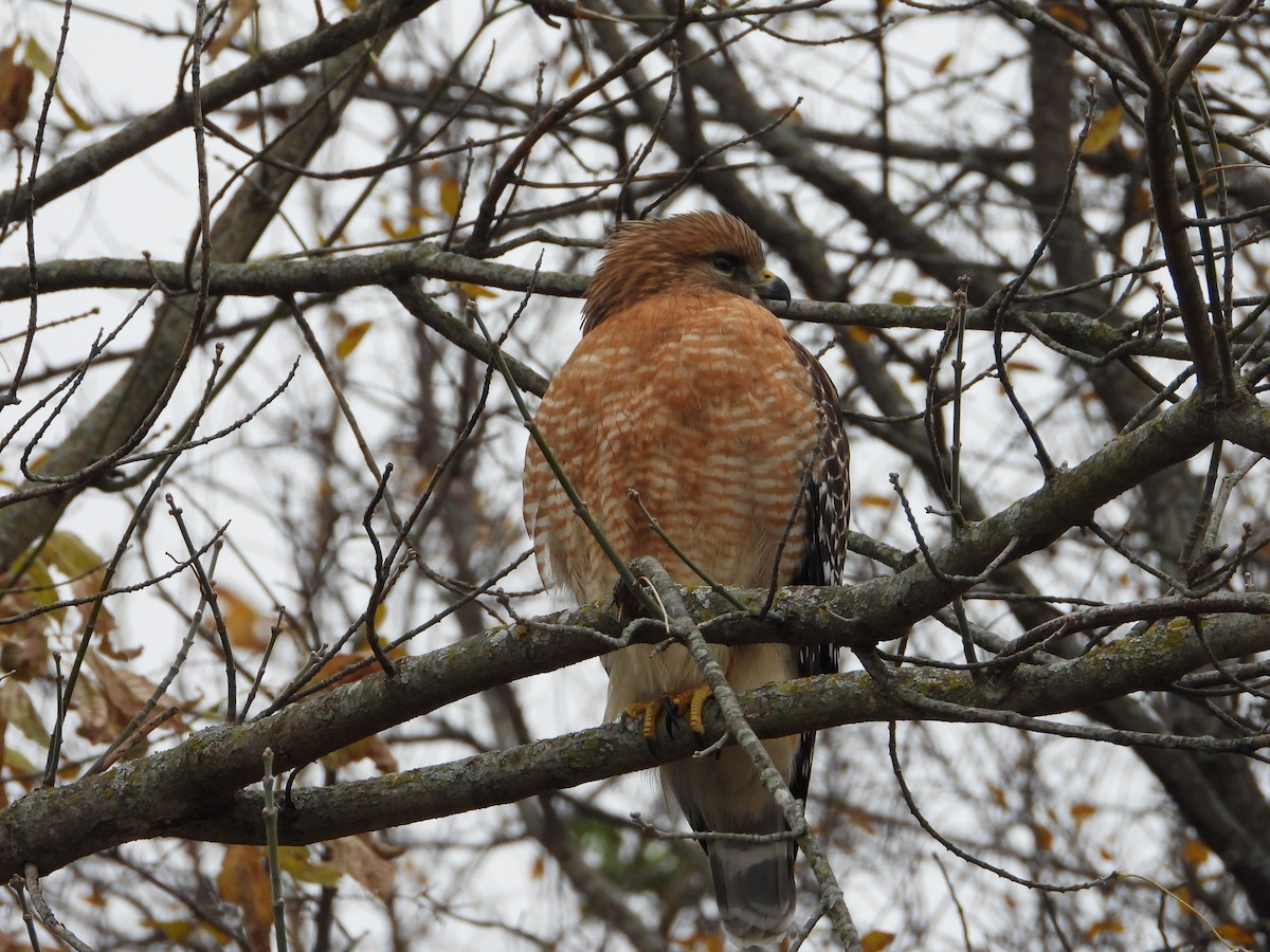 Red-shouldered Hawk - ML646844588