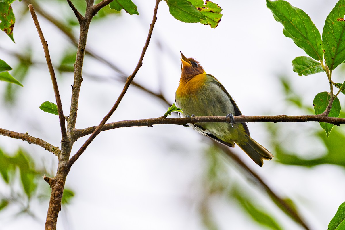Rufous-headed Tanager - ML646844589