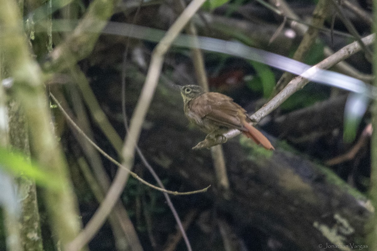 ミヤママユカマドドリ - ML646844590