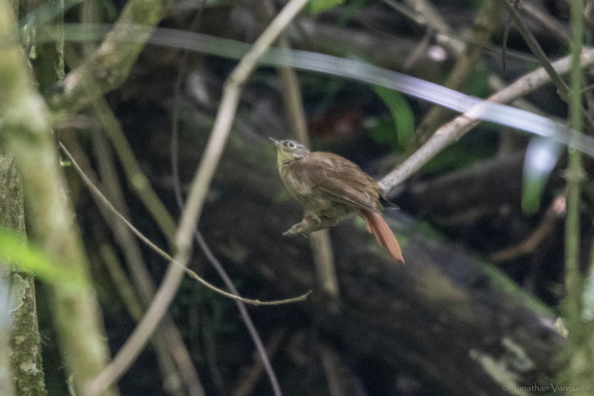 ミヤママユカマドドリ - ML646844591