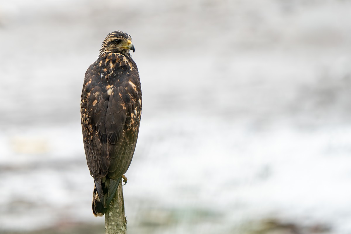 Common Black Hawk - ML646844592