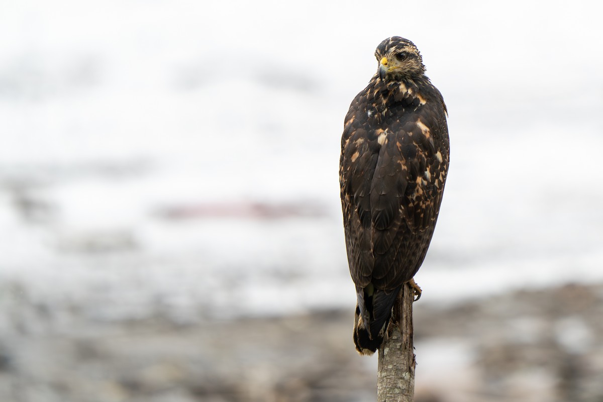 Common Black Hawk - ML646844593