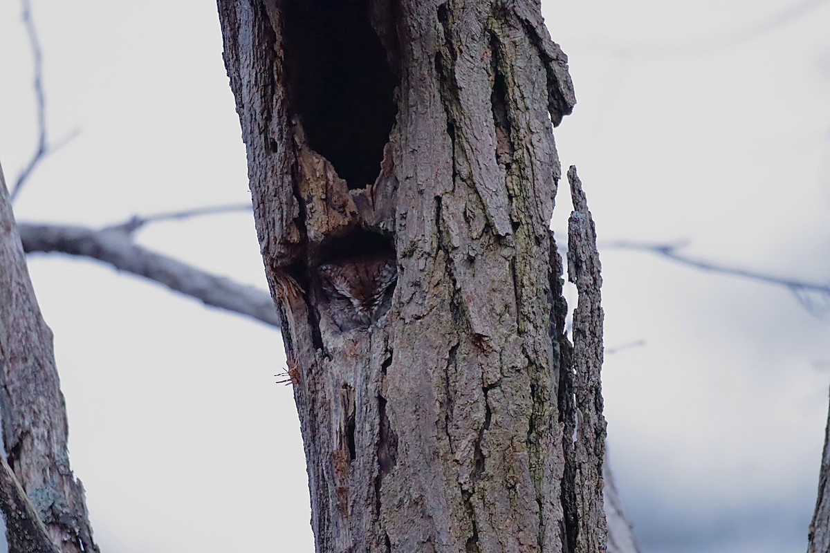 Eastern Screech-Owl - ML646844594