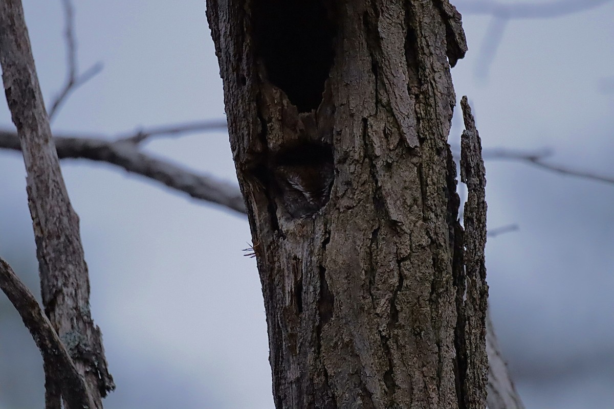 Eastern Screech-Owl - ML646844595