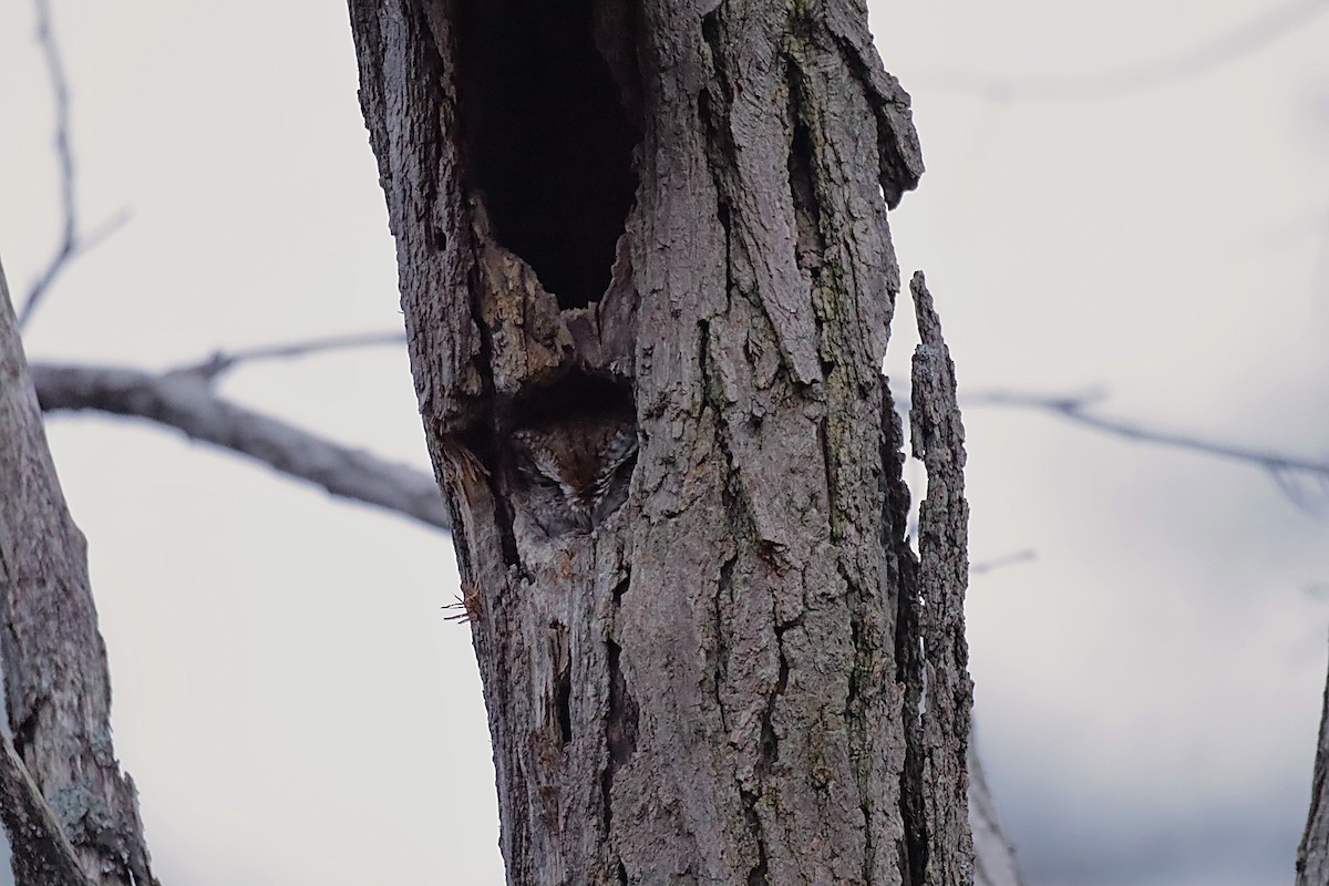 Eastern Screech-Owl - ML646844596
