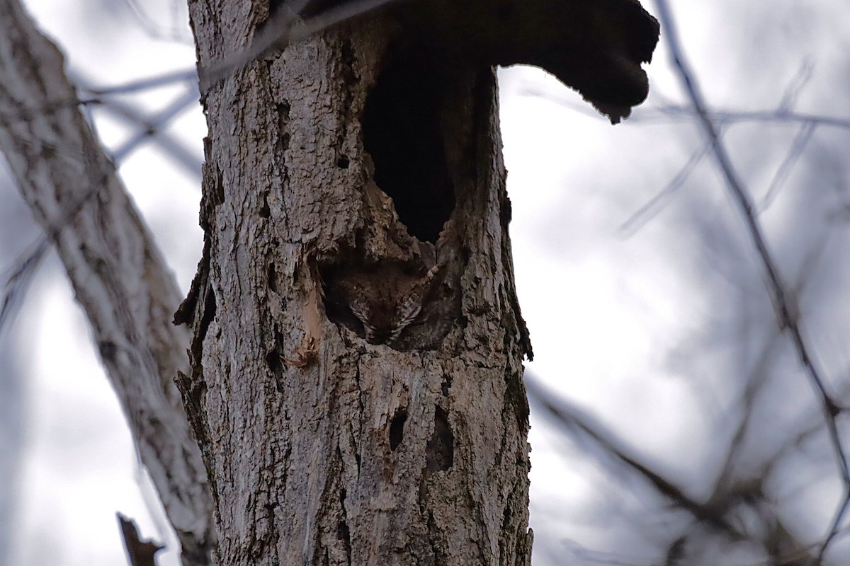 Eastern Screech-Owl - ML646844597