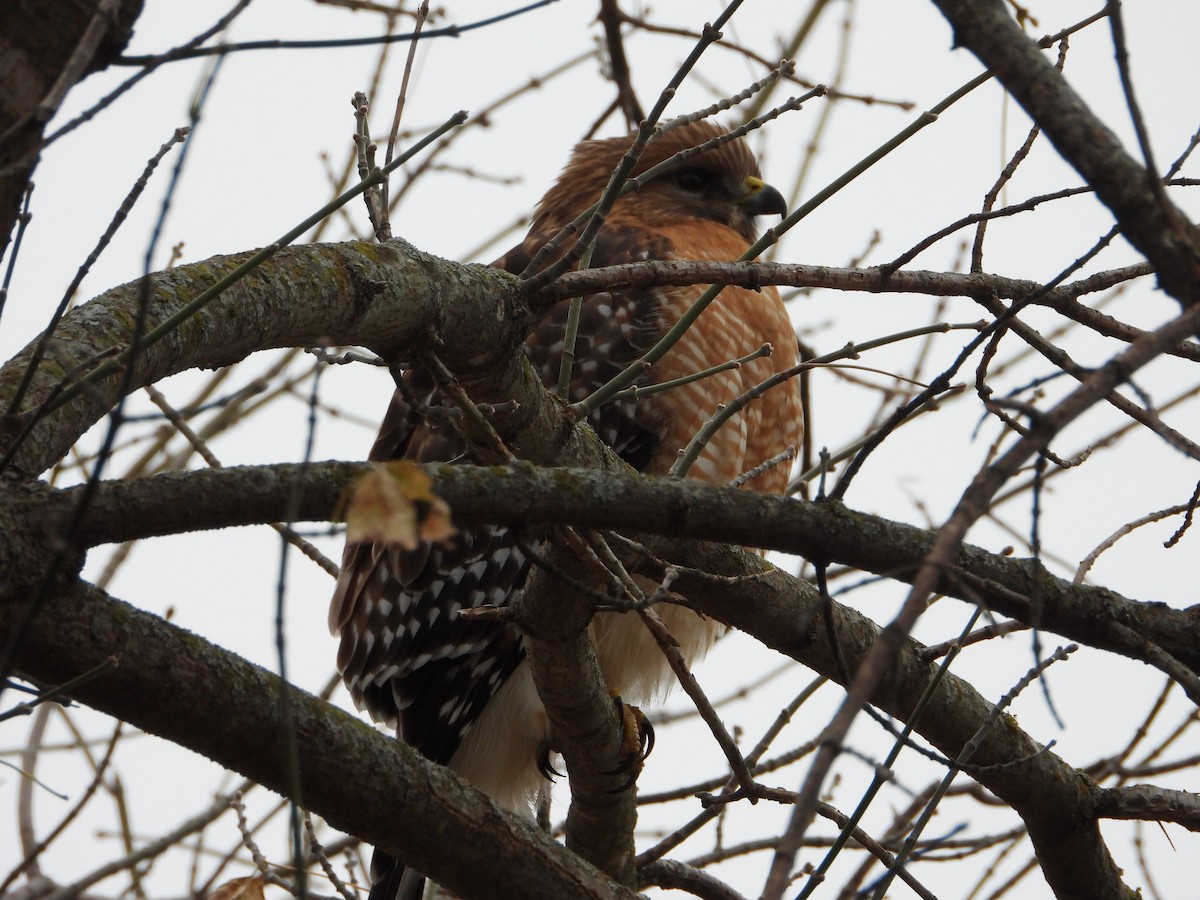 Red-shouldered Hawk - ML646844599