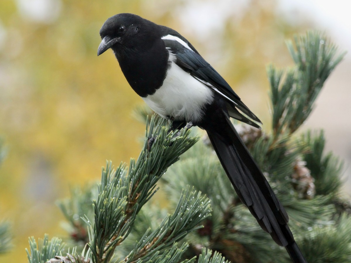 Black-billed Magpie - ML646844600