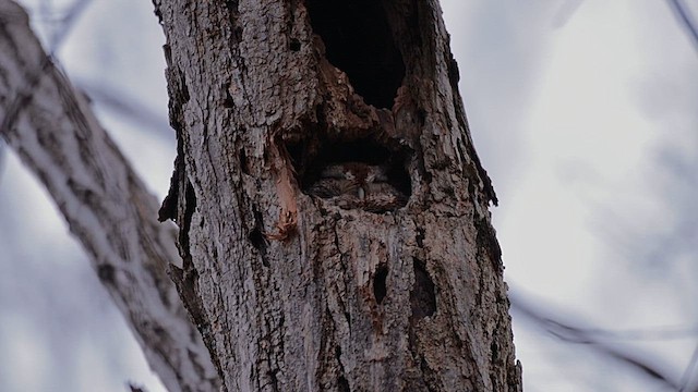 Eastern Screech-Owl - ML646844602