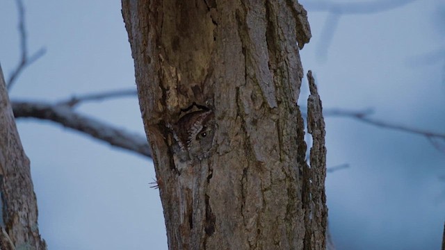 Eastern Screech-Owl - ML646844603