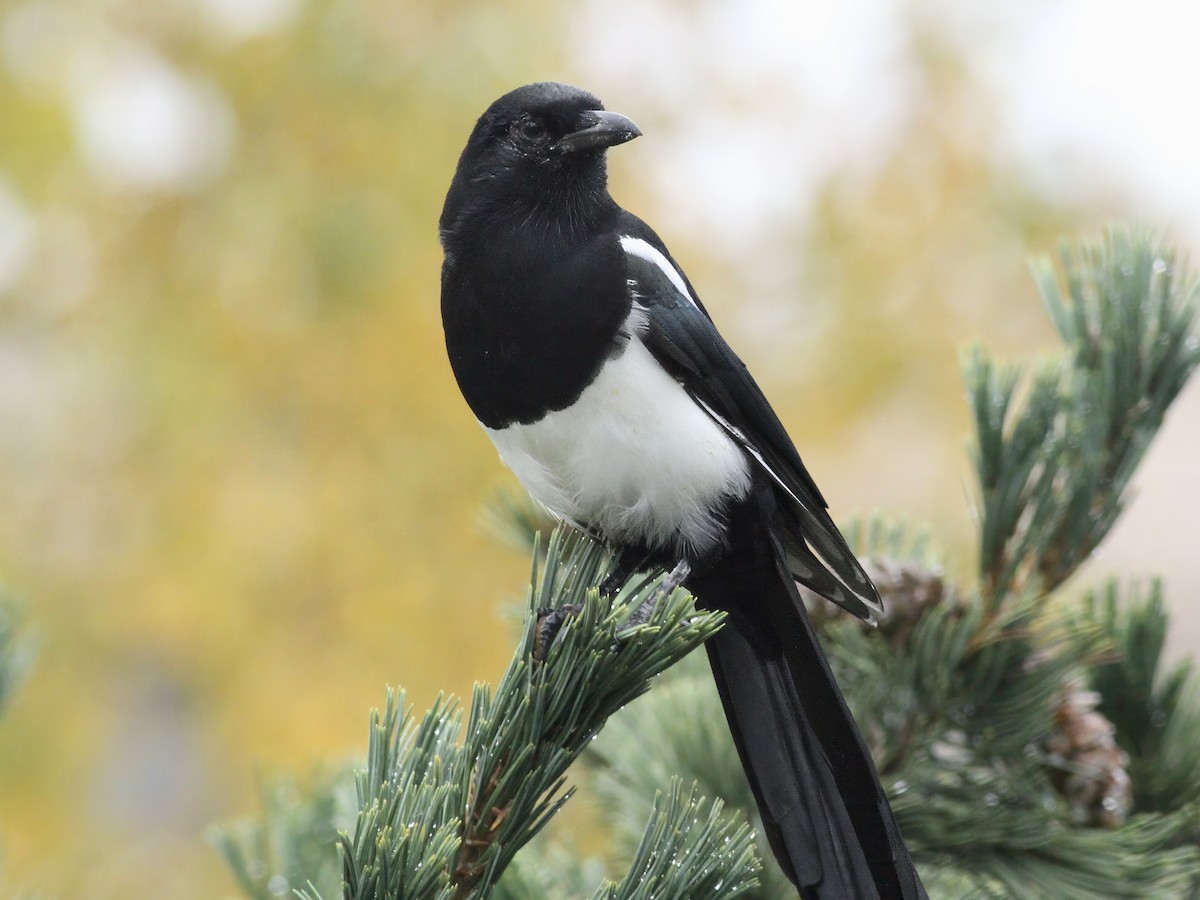 Black-billed Magpie - ML646844604