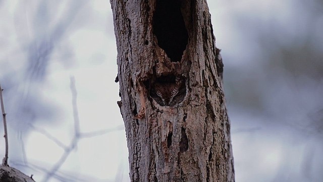 Eastern Screech-Owl - ML646844607