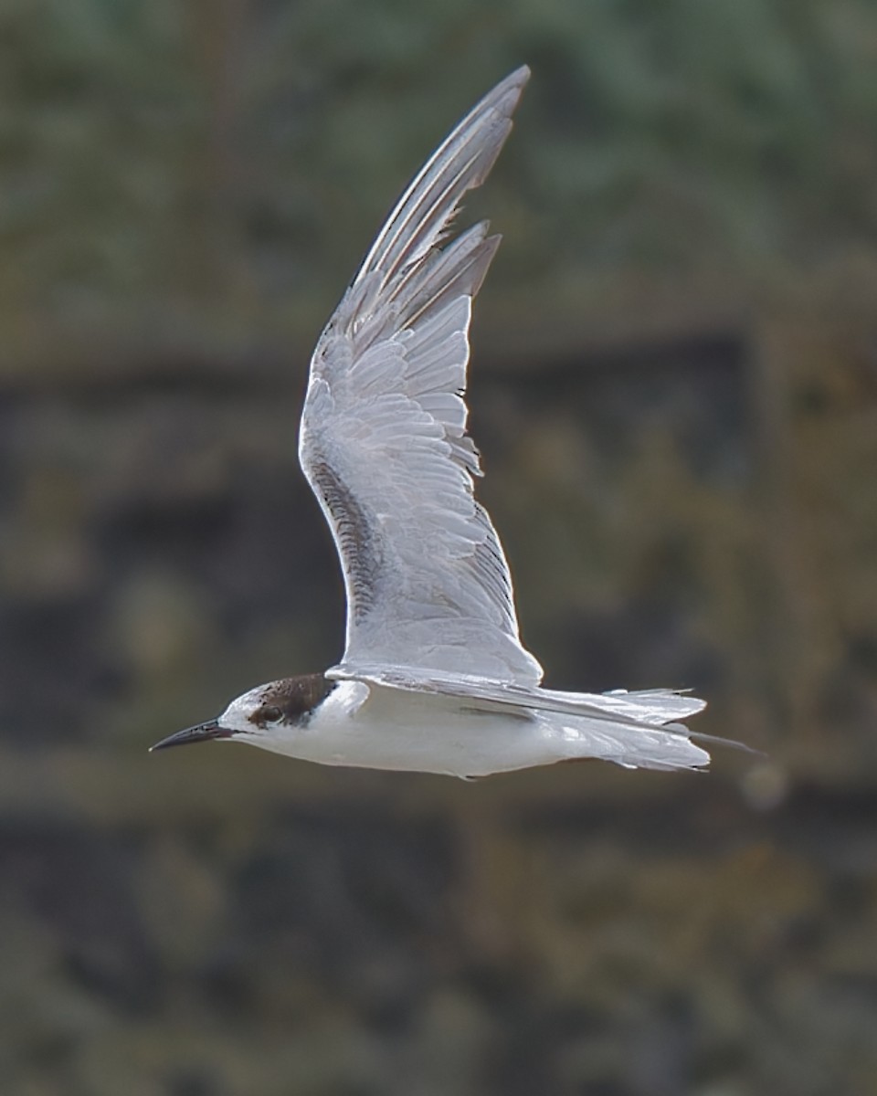 Common Tern - ML646844608