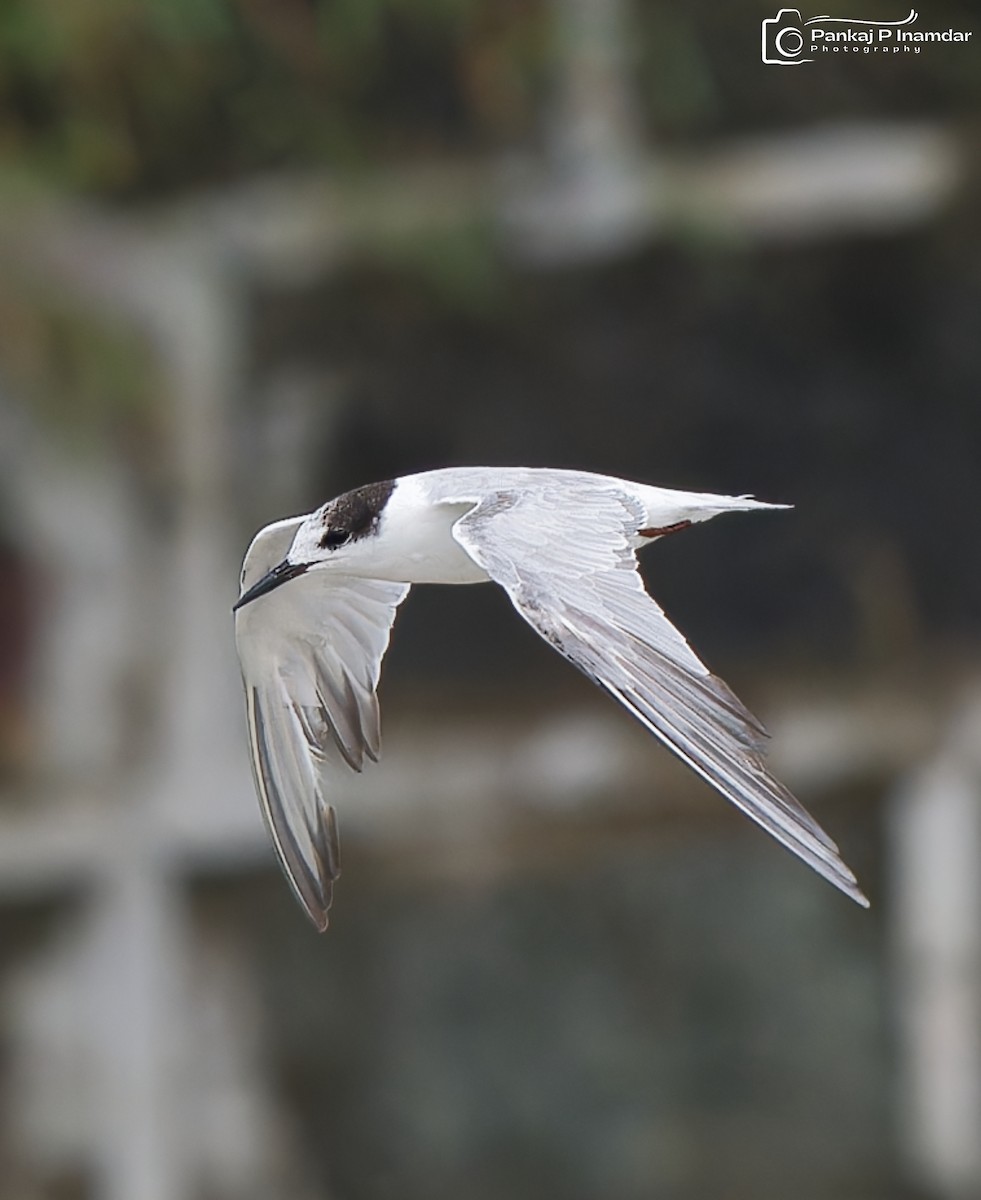 Common Tern - ML646844609