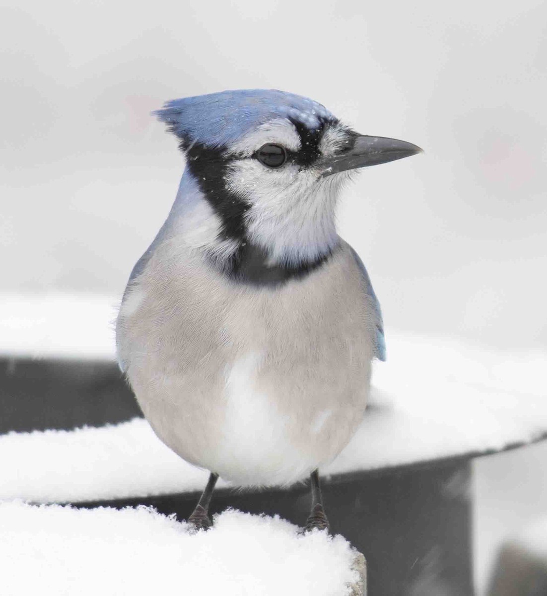 Blue Jay - ML646844610