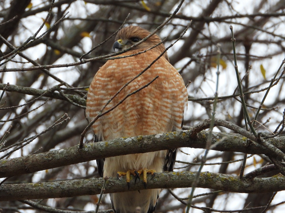 káně páskovaná - ML646844612