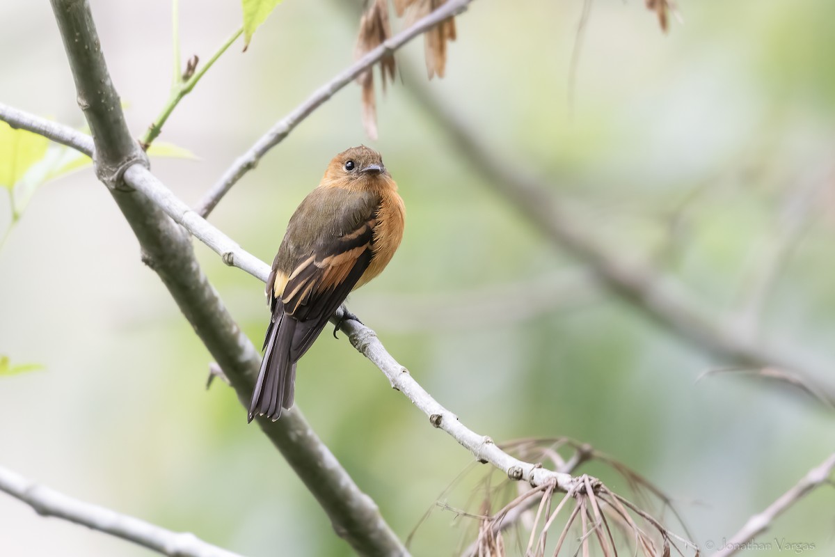 ニッケイハエトリ - ML646844613