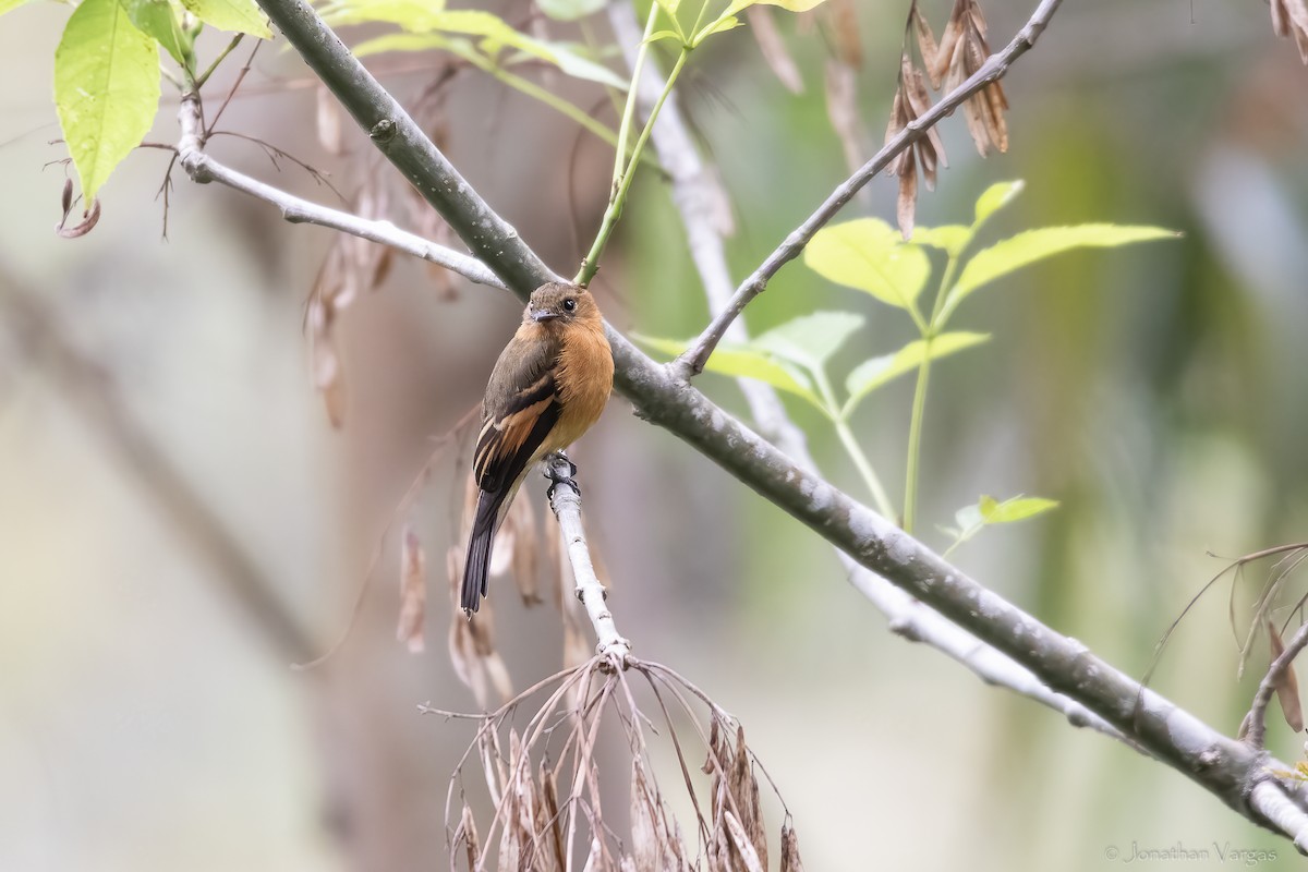 ニッケイハエトリ - ML646844614