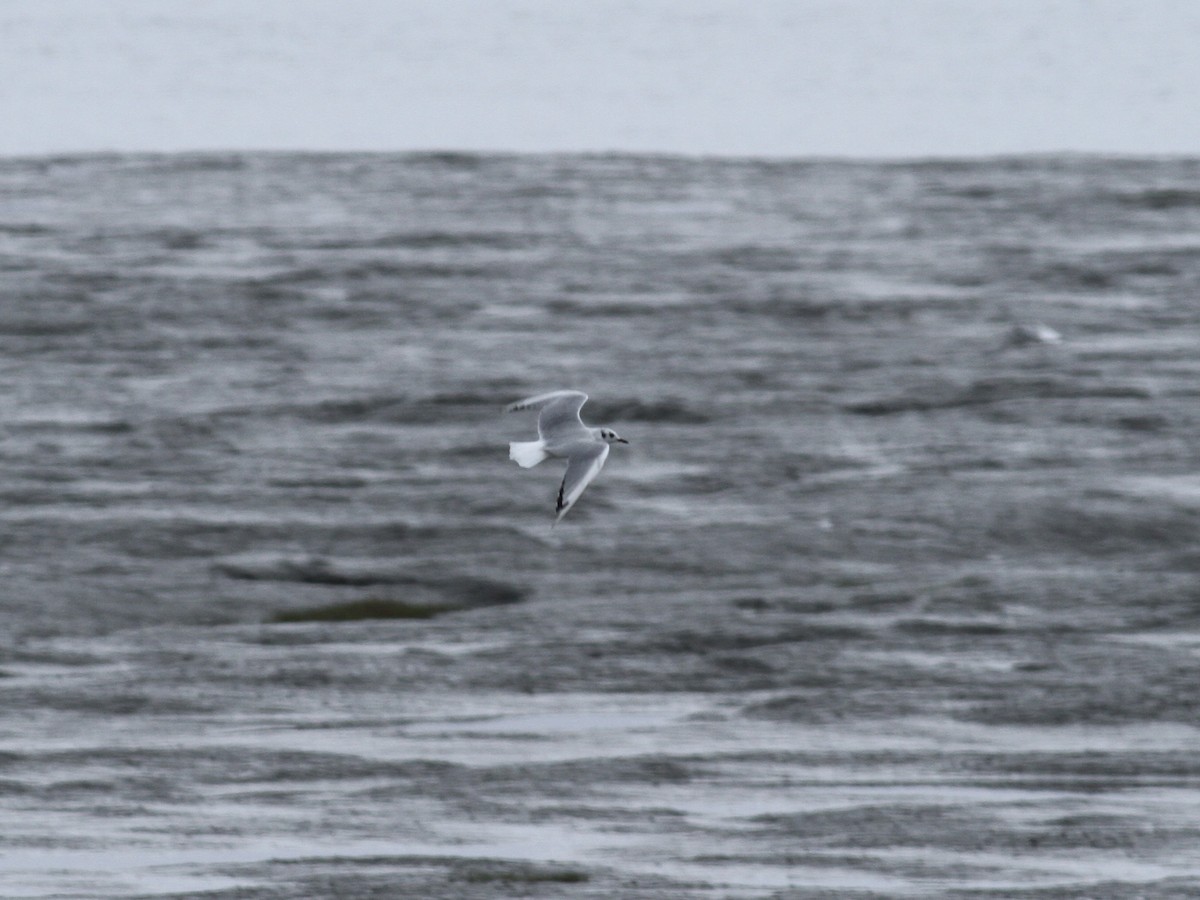 שחף אמריקני - ML646844615