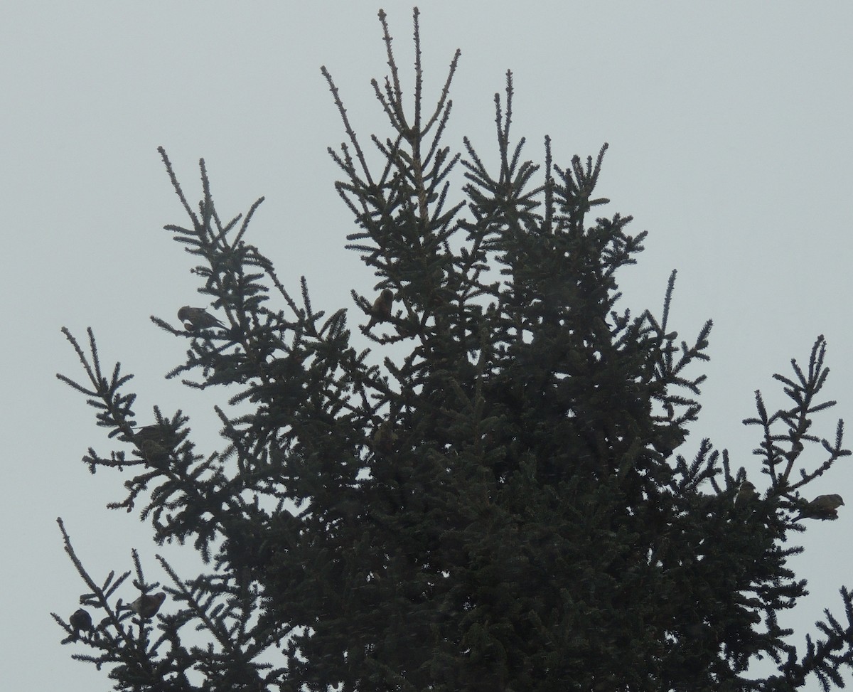 Белокрылый клёст - ML646844616