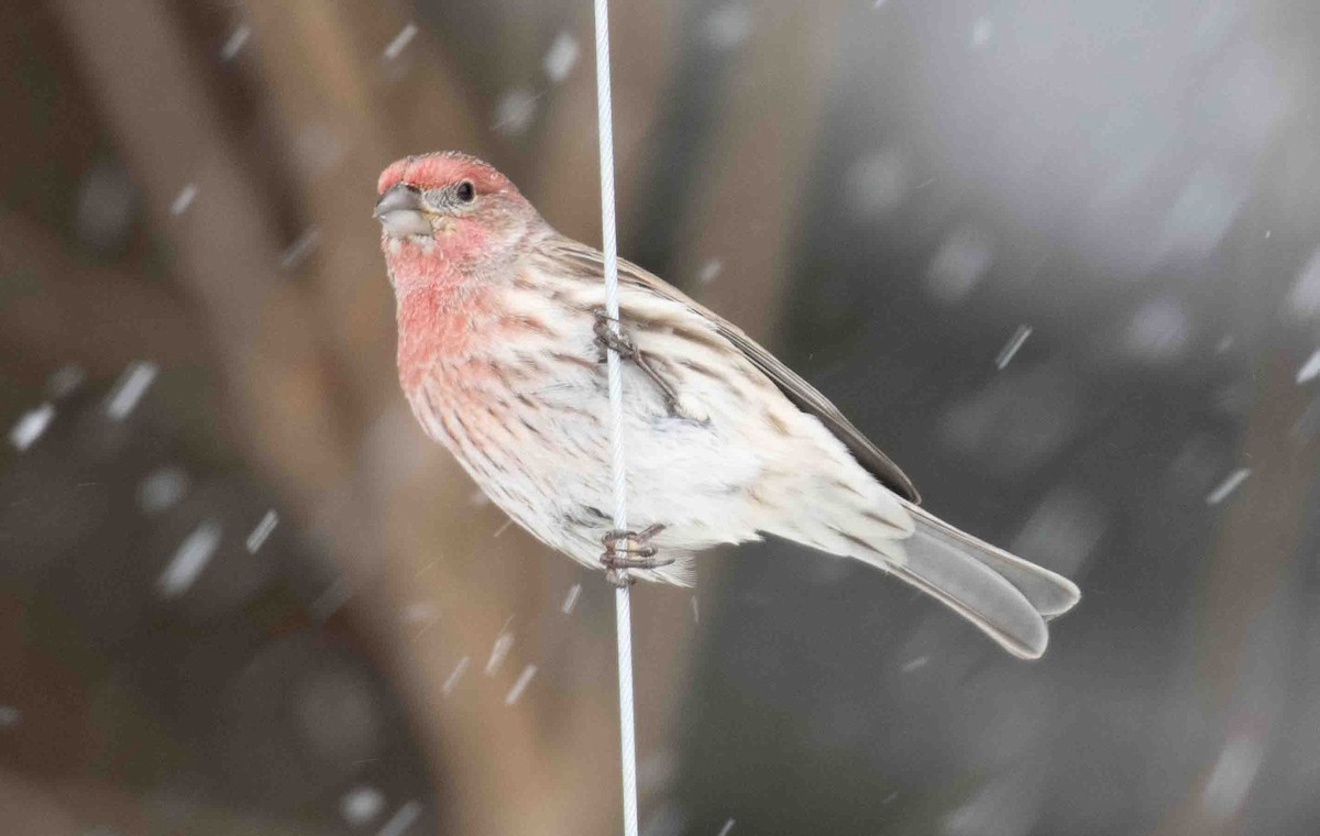 Camachuelo Mexicano - ML646844617