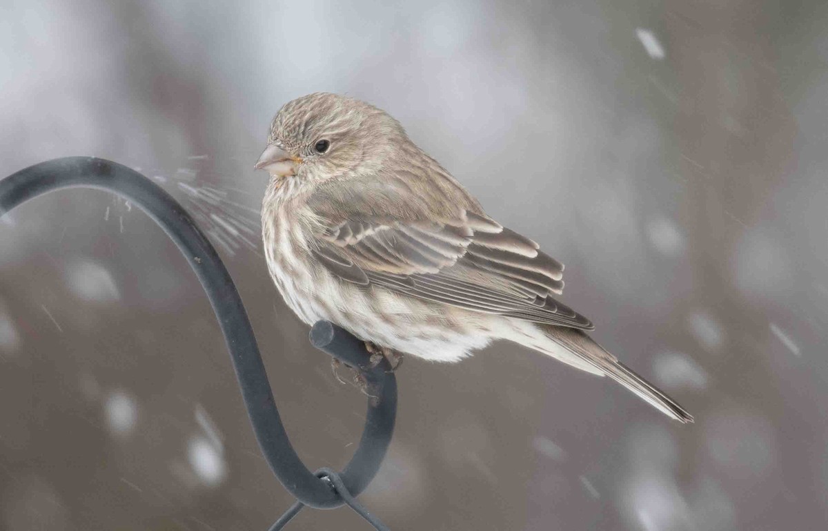 Camachuelo Mexicano - ML646844618