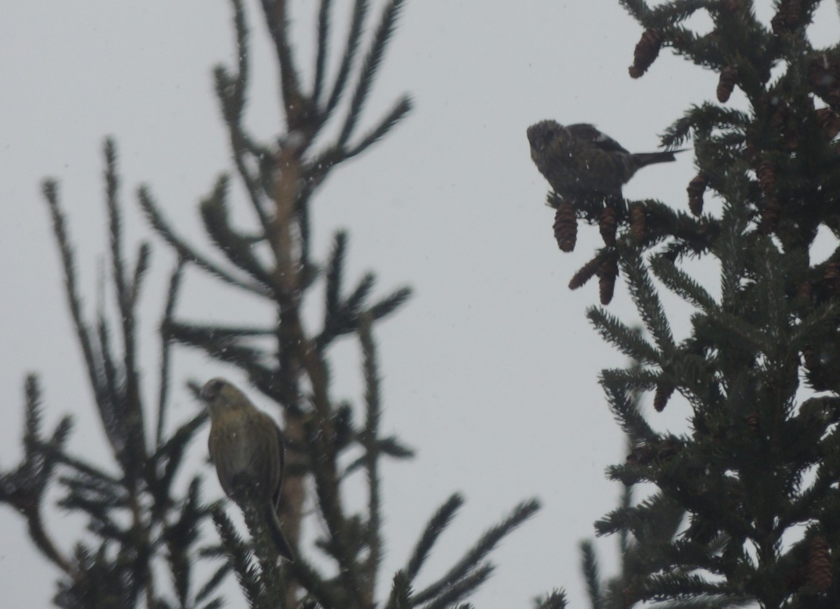 Белокрылый клёст - ML646844619