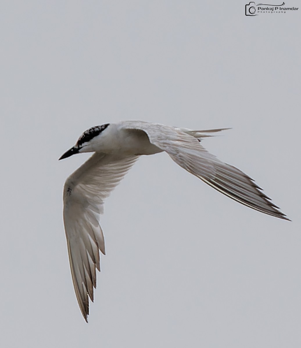 שחפית עבת-מקור - ML646844620