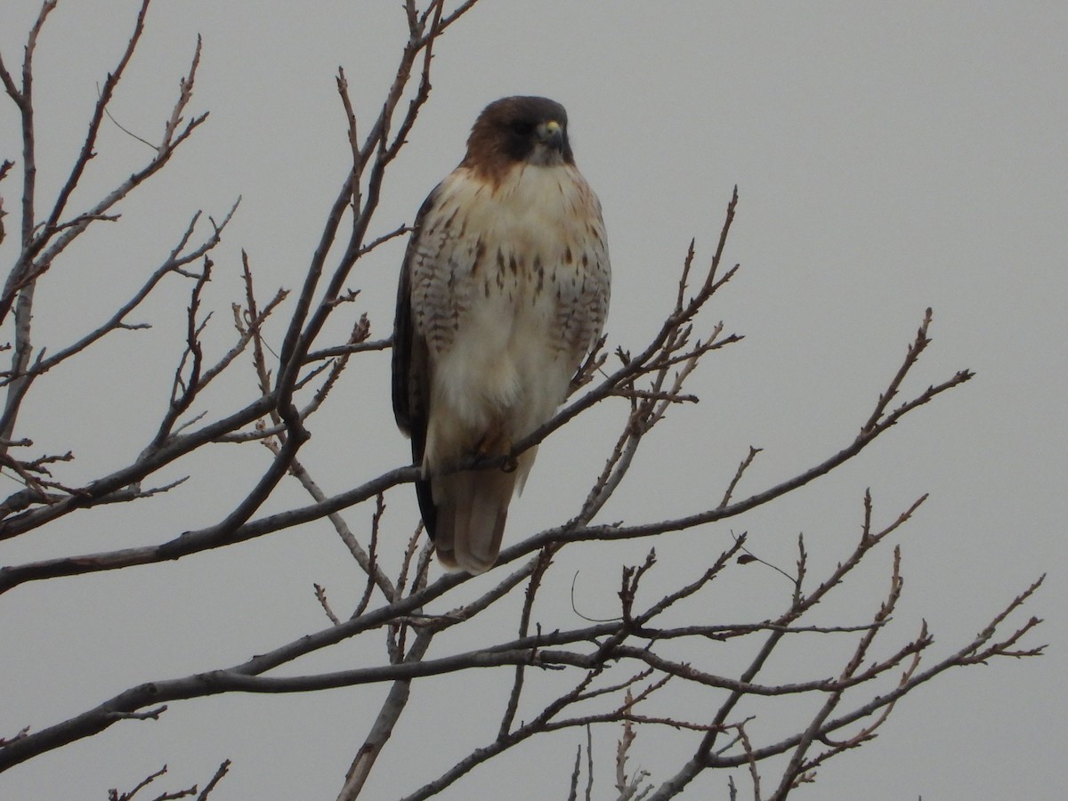 Red-tailed Hawk - ML646844621