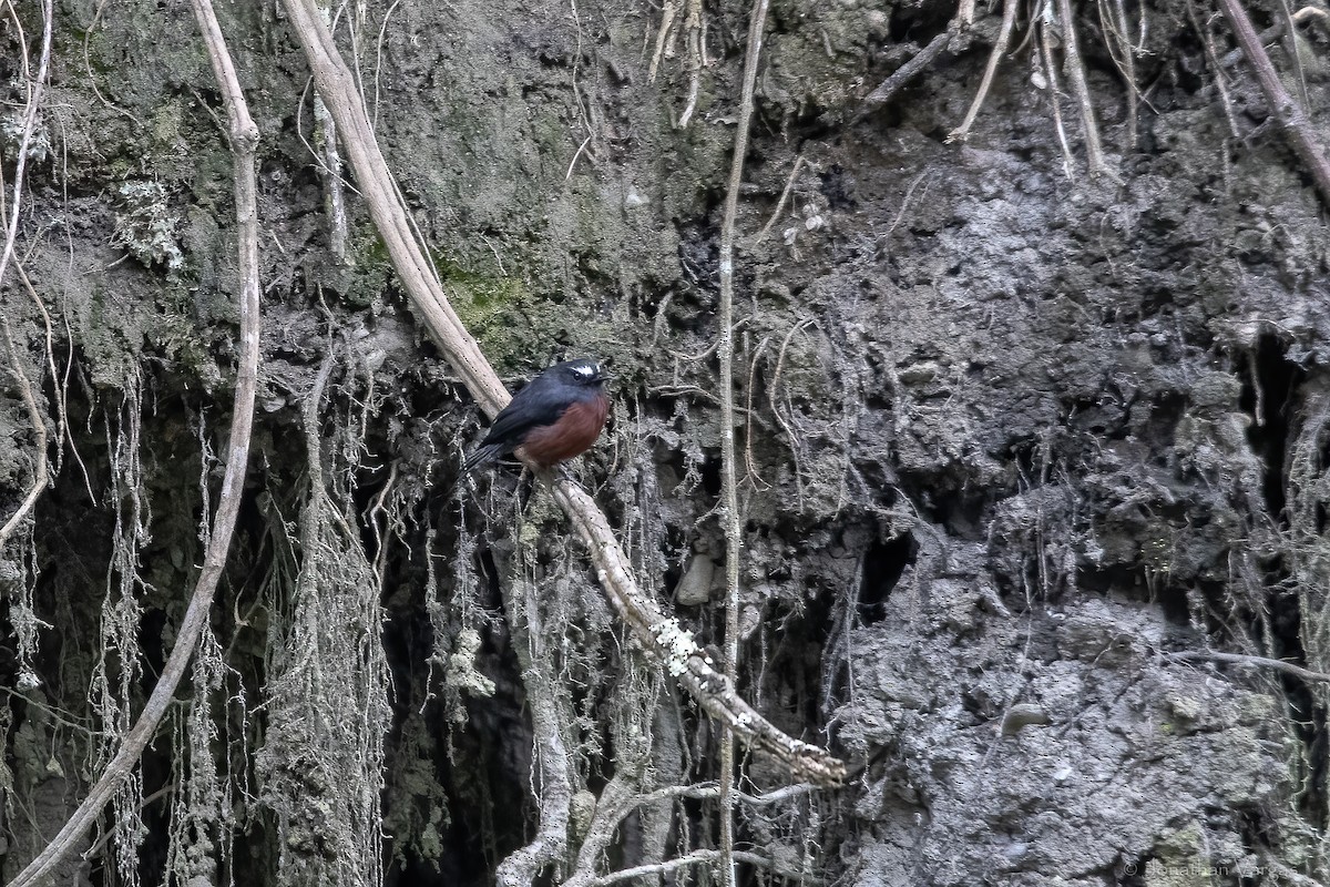 Chestnut-bellied Chat-Tyrant - ML646844622