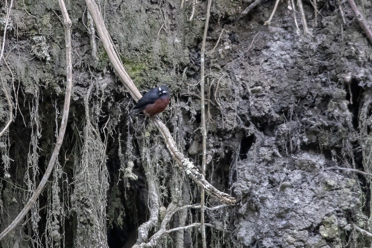 Chestnut-bellied Chat-Tyrant - ML646844623