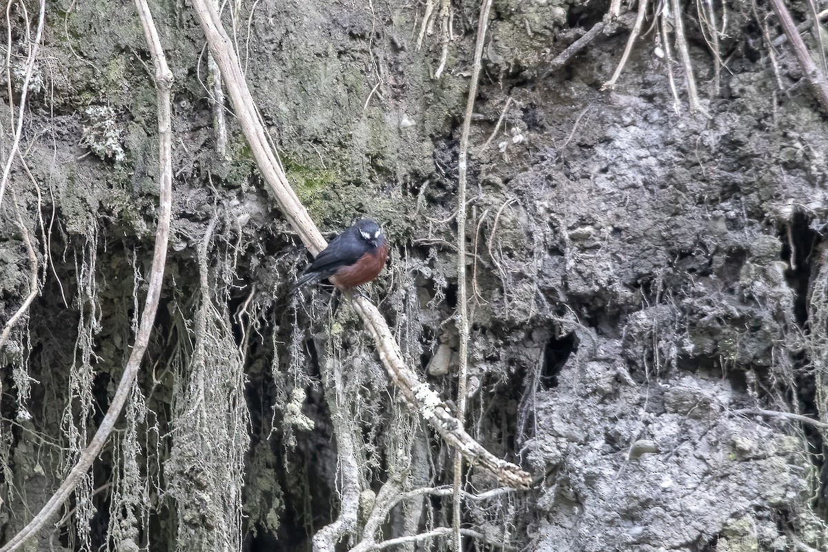 Chestnut-bellied Chat-Tyrant - ML646844624