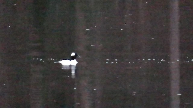 Bufflehead - ML646844625