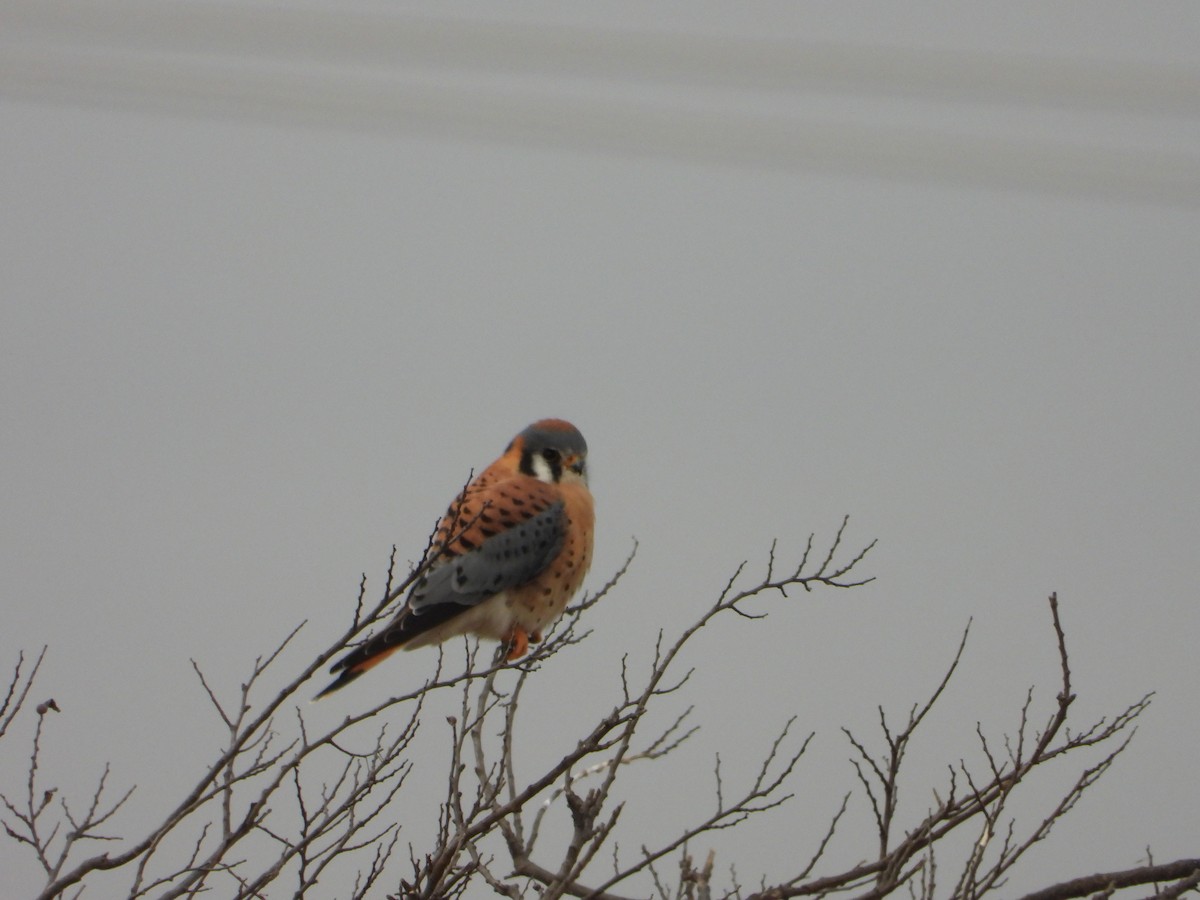 poštolka pestrá - ML646844626