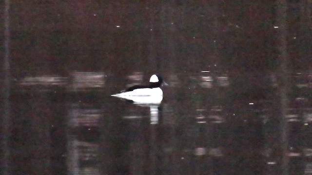 Bufflehead - ML646844628