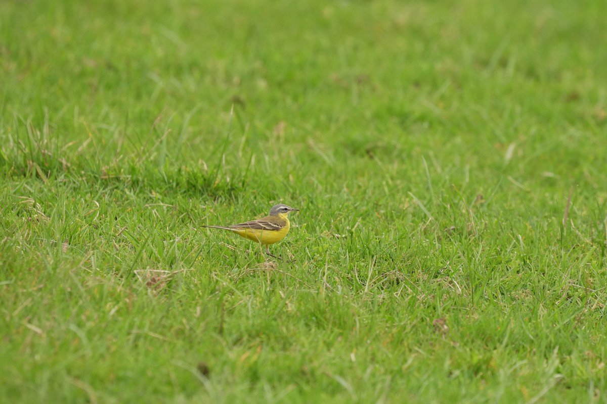 Western Yellow Wagtail - ML646844629