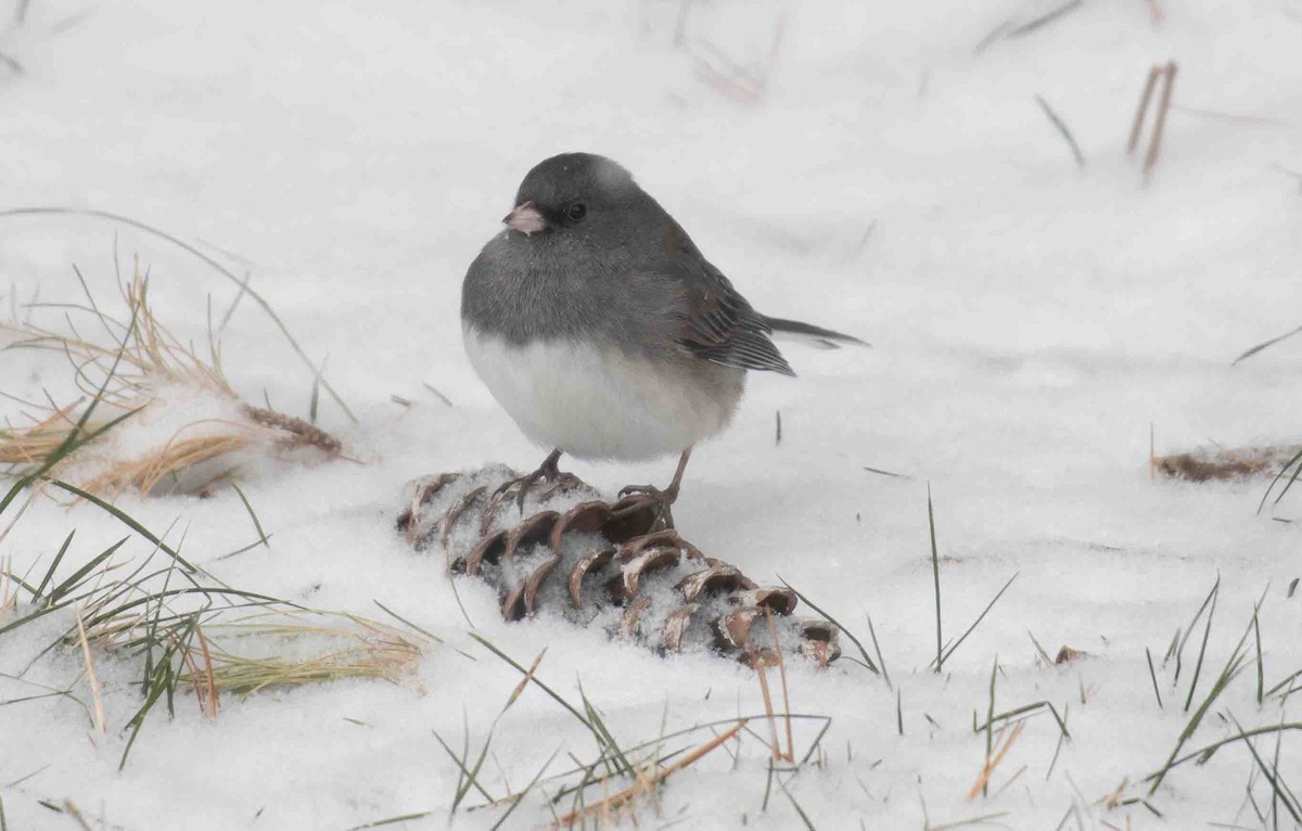Junco Ojioscuro - ML646844632
