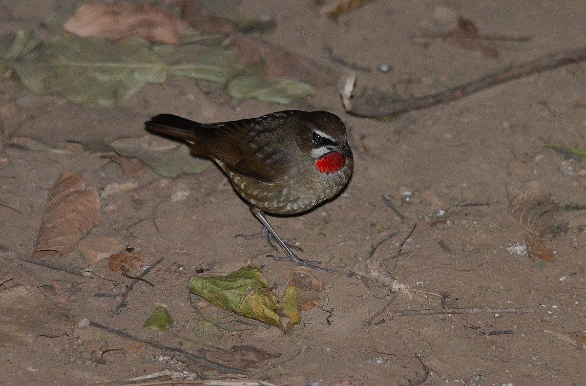 Sibirya Yakut Gerdanlı Bülbülü - ML646844633