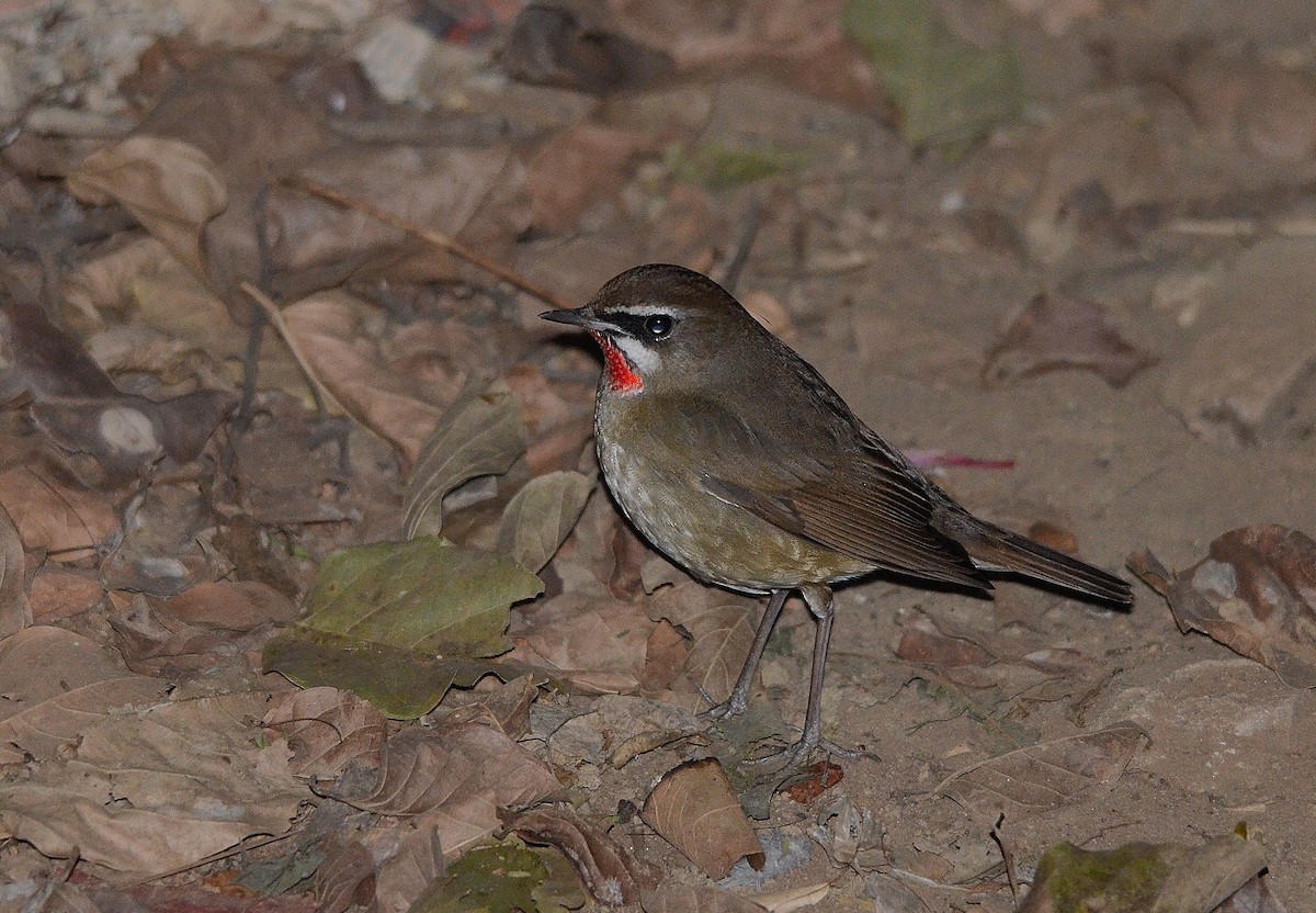 Sibirya Yakut Gerdanlı Bülbülü - ML646844634