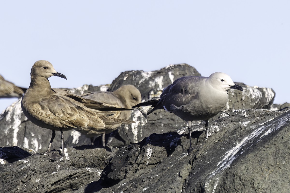 ハイイロカモメ - ML646844635