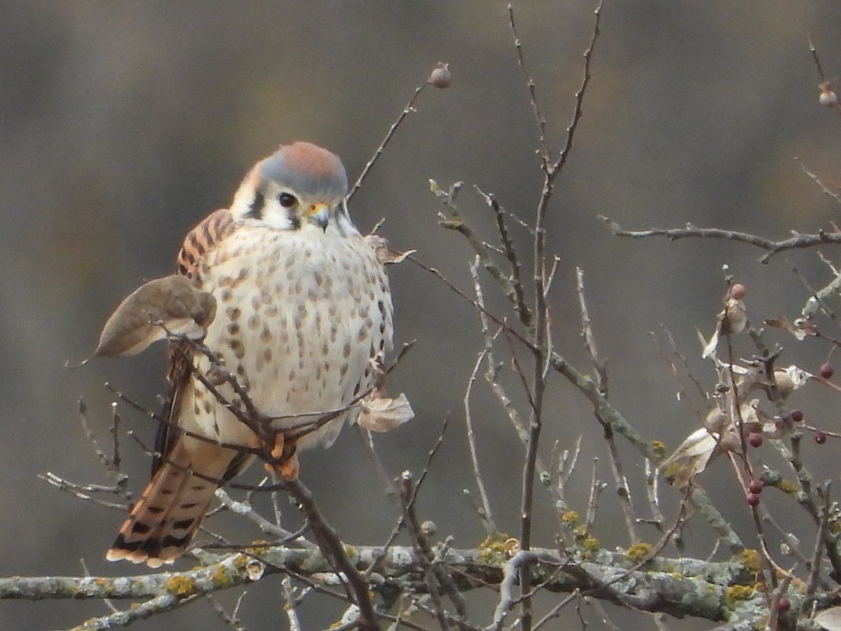 poštolka pestrá - ML646844644