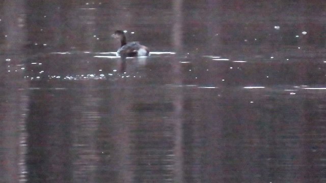 Pied-billed Grebe - ML646844645