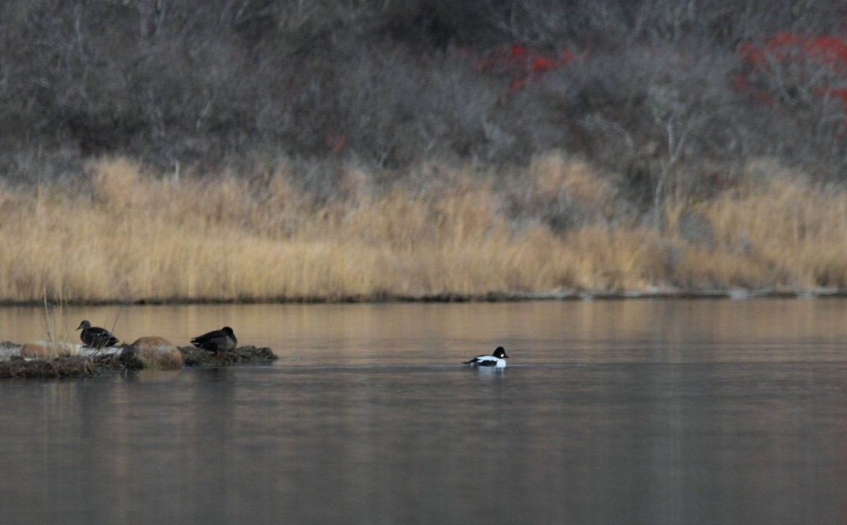 ホオジロガモ - ML646844646