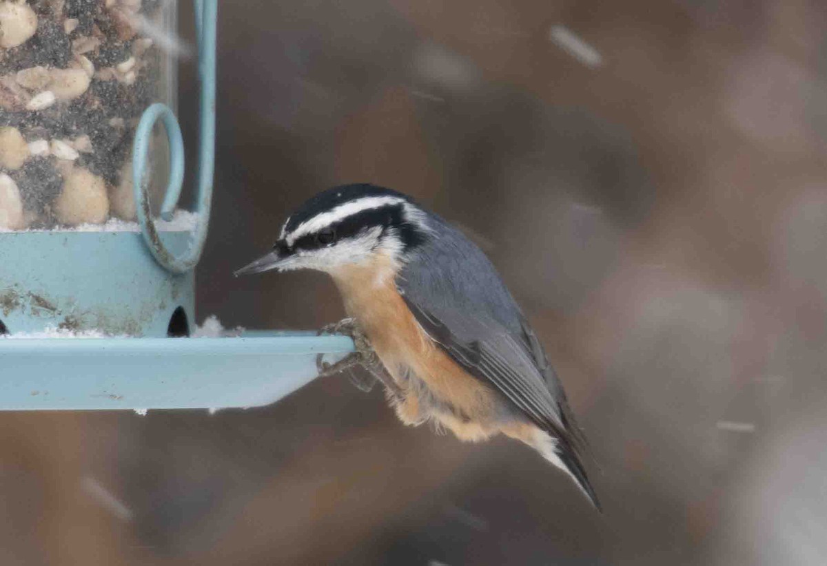 Trepador Canadiense - ML646844647